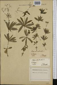 Galium odoratum (L.) Scop., Western Europe (EUR) (Germany)