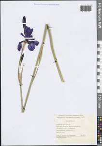 Iris sibirica L., Eastern Europe, Central region (E4) (Russia)