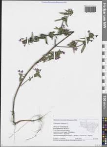 Galeopsis ladanum L., Eastern Europe, Central region (E4) (Russia)