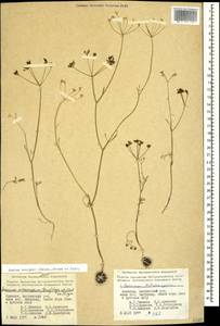 Bunium microcarpum (Boiss.) Freyn & Sint. ex Freyn, Caucasus, Armenia (K5) (Armenia)