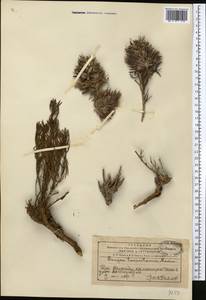 Bungea vesiculifera (Herd.) Pavl. & Lipsch., Middle Asia, Western Tian Shan & Karatau (M3) (Kazakhstan)