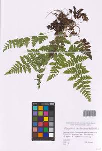 Dryopteris carthusiana (Vill.) H. P. Fuchs, Eastern Europe, North-Western region (E2) (Russia)