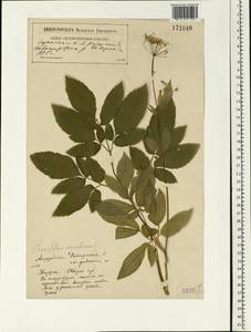 Chaerophyllum aromaticum L., Eastern Europe, North-Western region (E2) (Russia)