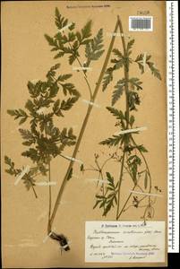 Eleutherospermum cicutarium (M. Bieb.) Boiss., Caucasus, Armenia (K5) (Armenia)