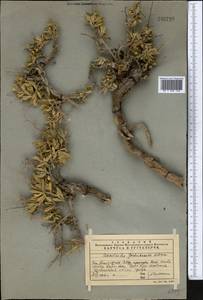 Convolvulus gortschakovii Schrenk, Middle Asia, Western Tian Shan & Karatau (M3) (Kazakhstan)