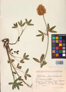 Trifolium pannonicum Jacq., Eastern Europe, West Ukrainian region (E13) (Ukraine)