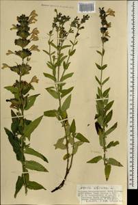 Nepeta sibirica L., Mongolia (MONG) (Mongolia)