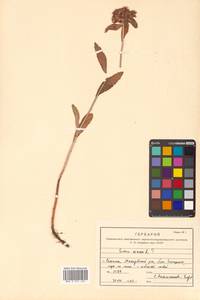 Phedimus aizoon (L.) 't Hart, Siberia, Russian Far East (S6) (Russia)