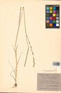 Lolium remotum Schrank, Eastern Europe, North-Western region (E2) (Russia)