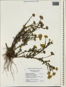 Achillea leptophylla M. Bieb., Crimea (KRYM) (Russia)