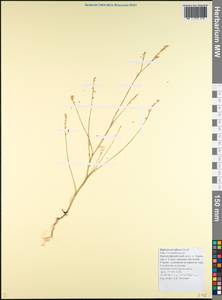 Bufonia tenuifolia, Caucasus, Black Sea Shore (from Novorossiysk to Adler) (K3) (Russia)