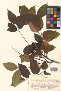 Phellodendron amurense var. sachalinense F.Schmidt, Siberia, Russian Far East (S6) (Russia)