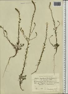 Bassia laniflora (S. G. Gmel.) A. J. Scott, Eastern Europe, South Ukrainian region (E12) (Ukraine)