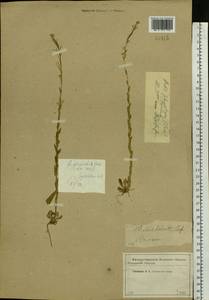 Arabis planisiliqua subsp. nemorensis (Wolf ex Hoffm.) Soják, Eastern Europe, Western region (E3) (Russia)