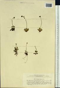 Micranthes foliolosa (R. Br.) Gornall, Siberia, Yakutia (S5) (Russia)