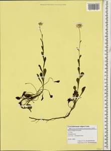 Leucanthemum vulgare Lam., Caucasus, Black Sea Shore (from Novorossiysk to Adler) (K3) (Russia)