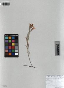 KUZ 004 408, Dianthus chinensis, Siberia, Altai & Sayany Mountains (S2) (Russia)