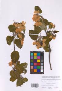 Malus sylvestris Mill., Eastern Europe, Moscow region (E4a) (Russia)