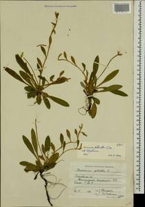 Pilosella officinarum Vaill., Eastern Europe, Moscow region (E4a) (Russia)
