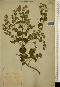 Salvia aethiopis L., Caucasus, North Ossetia, Ingushetia & Chechnya (K1c) (Russia)