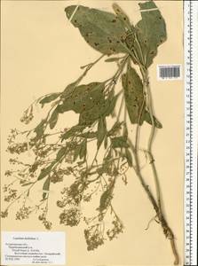 Lepidium latifolium L., Eastern Europe, Lower Volga region (E9) (Russia)