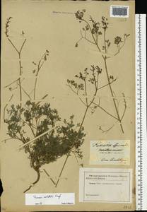 Fumaria rostellata Knaf, Eastern Europe, South Ukrainian region (E12) (Ukraine)
