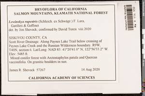 Lewinskya rupestris (Schleich. ex Schwägr.) F. Lara, Garilleti & Goffinet, Bryophytes, Bryophytes - America (BAm) (United States)