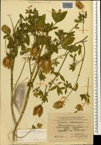 Trifolium vesiculosum Savi, Caucasus, Krasnodar Krai & Adygea (K1a) (Russia)