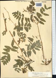 Astragalus lepsensis Bunge, Middle Asia, Dzungarian Alatau & Tarbagatai (M5) (Kazakhstan)