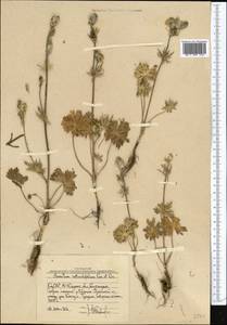 Aconitum rotundifolium Kar. & Kir., Middle Asia, Western Tian Shan & Karatau (M3) (Uzbekistan)