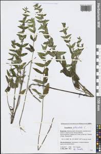 Scutellaria galericulata L., Siberia, Baikal & Transbaikal region (S4) (Russia)