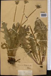 Taraxacum bicorne Dahlst., Middle Asia, Dzungarian Alatau & Tarbagatai (M5) (Kazakhstan)