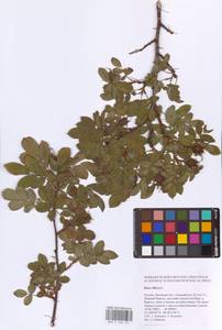 Rosa villosa L., Eastern Europe, Central forest-and-steppe region (E6) (Russia)