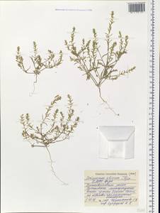 Corispermum sibiricum Iljin, Siberia, Western Siberia (S1) (Russia)