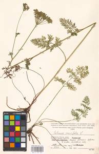 Selinum carvifolia (L.) L., Eastern Europe, Moscow region (E4a) (Russia)