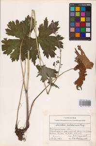 Aconitum lycoctonum subsp. moldavicum (Hacq.) Jalas, Eastern Europe (no precise locality) (E0)