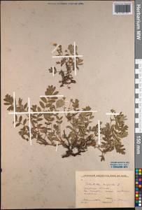 Sibbaldianthe bifurca (L.) Kurtto & T. Erikss., Siberia, Baikal & Transbaikal region (S4) (Russia)