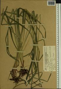 Carex dispalata Boott, Siberia, Russian Far East (S6) (Russia)