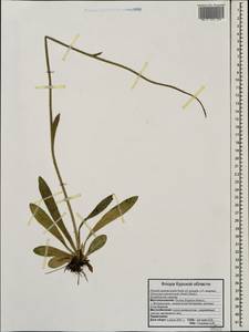 Pilosella piloselloides subsp. praealta (Gochnat) S. Bräut. & Greuter, Eastern Europe, Central forest-and-steppe region (E6) (Russia)