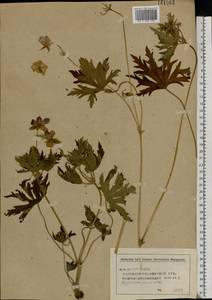 Geranium pratense L., Eastern Europe, Middle Volga region (E8) (Russia)