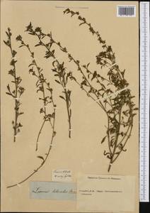 Chaenorhinum litorale subsp. litorale, Botanic gardens and arboreta (GARD) (Russia)