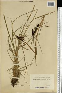 Carex acuta L., Eastern Europe, Estonia (E2c) (Estonia)