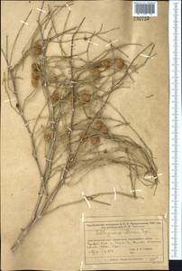 Calligonum murex Bunge, Middle Asia, Muyunkumy, Balkhash & Betpak-Dala (M9) (Kazakhstan)