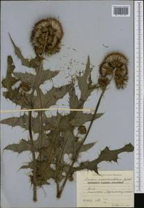 Cirsium appendiculatum Griseb., Western Europe (EUR) (Bulgaria)