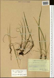 Iris ruthenica Ker Gawl., Siberia, Baikal & Transbaikal region (S4) (Russia)