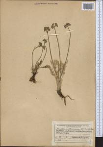 Lomatocarpa albomarginata (Schrenk) Pimenov & Lavrova, Middle Asia, Northern & Central Tian Shan (M4) (Kyrgyzstan)