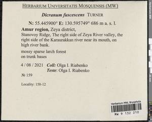 Dicranum fuscescens Turner, Bryophytes, Bryophytes - Russian Far East (excl. Chukotka & Kamchatka) (B20) (Russia)