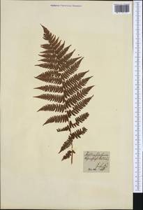 Athyrium filix-femina (L.) Roth, Western Europe (EUR) (Czech Republic)
