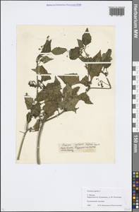 Solanum nigrum L., Eastern Europe, Moscow region (E4a) (Russia)