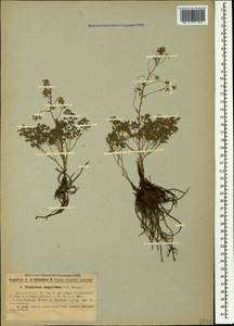 Thalictrum isopyroides C. A. Mey., Caucasus, Armenia (K5) (Armenia)